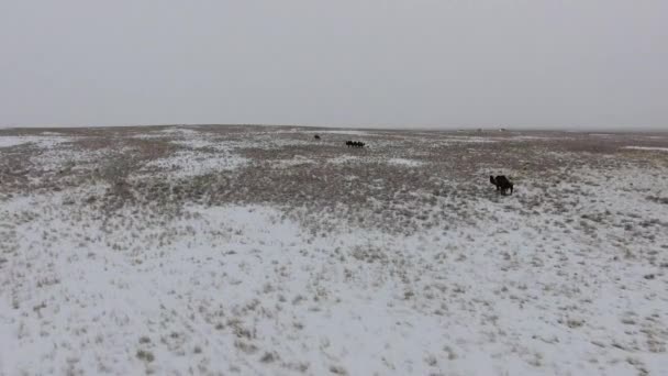 Letecký pohled stáda velbloudů, pohybující se po poušti pokryté sněhem v zimě. Západní Kazachstán, Mangyshlak poloostrov. — Stock video