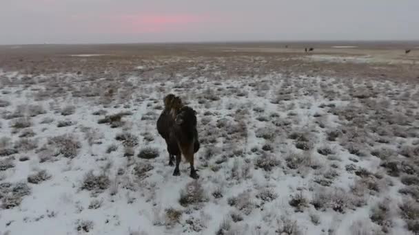 Vista aérea de uma manada de camelos movendo-se através do deserto coberto de neve no inverno. Cazaquistão Ocidental, Península de Mangyshlak . — Vídeo de Stock