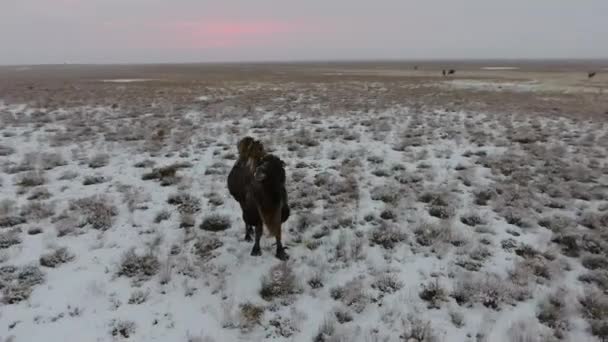 Veduta aerea di una mandria di cammelli che si muovono attraverso il deserto innevato in inverno. Kazakistan occidentale, penisola di Mangyshlak . — Video Stock