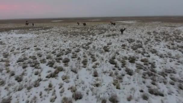 Luftaufnahme Einer Kamelherde Die Sich Winter Durch Die Verschneite Wüste — Stockvideo