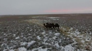 Kış aylarında karla kaplı çölde hareket deve sürüsü. Batı Kazakistan, Mangışlak Yarımadası.