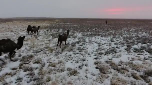 Luchtfoto van een kudde van kamelen in de woestijn met sneeuw bedekte doorlopen in de winter. West Kazachstan, Mangyshlak schiereiland. — Stockvideo