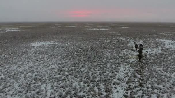 Letecký pohled stáda velbloudů, pohybující se po poušti pokryté sněhem v zimě. Západní Kazachstán, Mangyshlak poloostrov. — Stock video