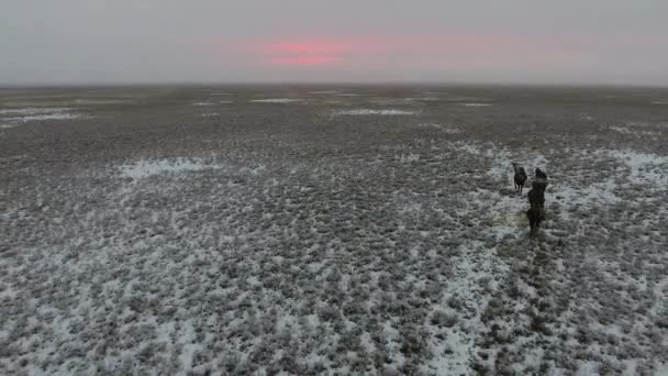 Luchtfoto van een kudde van kamelen in de woestijn met sneeuw bedekte doorlopen in de winter. West Kazachstan, Mangyshlak schiereiland. — Stockvideo