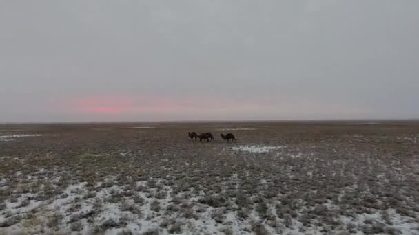 Luchtfoto van een kudde van kamelen in de woestijn met sneeuw bedekte doorlopen in de winter. West Kazachstan, Mangyshlak schiereiland. — Stockvideo