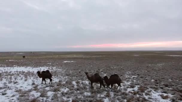 Flock kameler flyttar genom öknen snötäckt på vintern. Västra Kazakstan, Mangyshlak halvön. — Stockvideo