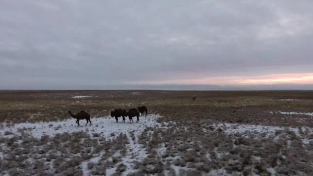 Stado wielbłądów, przenoszenie przez pustynię pokrytych śniegiem zimą. Zachodnim Kazachstanie, półwysep Mangyszłak już. — Wideo stockowe