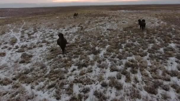 Stádo velbloudů pohybující se po poušti pokryté sněhem v zimě. Západní Kazachstán, Mangyshlak poloostrov. — Stock video