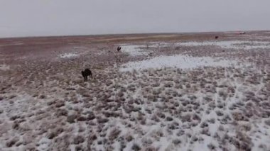 Kış aylarında karla kaplı çölde hareket deve sürüsü hava görünümünü. Batı Kazakistan, Mangışlak Yarımadası.