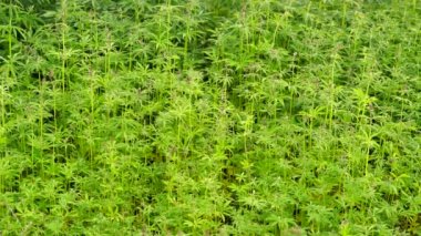 Esrar alan. Esrar ekimi.