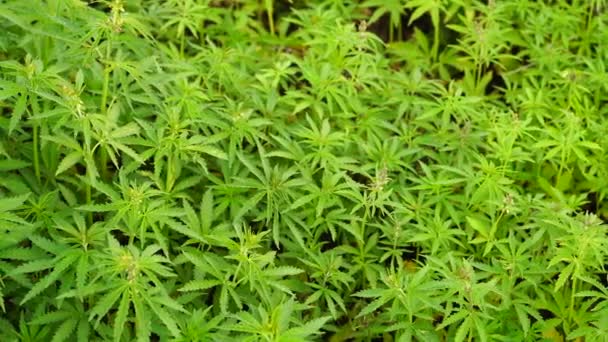 Marihuána mező. Kannabisz-termesztés. — Stock videók