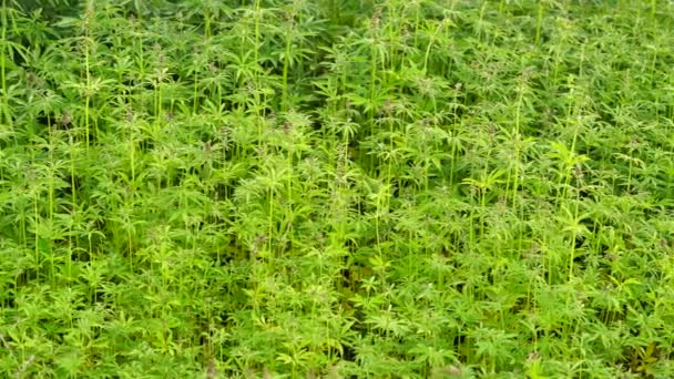 Marijuana field. Cannabis cultivation. — Stock Video