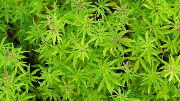 A beautiful cannabis plant at the beginning of flowering top. — Stock Video