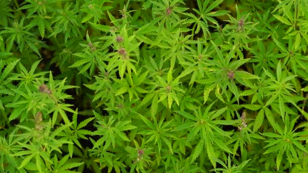 Utomhus Marijuanaplantor Fältet Färska Gröna Marijuana Buskar Odlad Plantage — Stockvideo