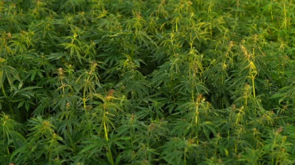 Eine schöne Cannabispflanze zu Beginn der Blütezeit. — Stockvideo