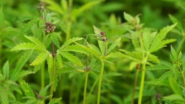 Una hermosa planta de cannabis al comienzo de la floración superior . — Vídeos de Stock