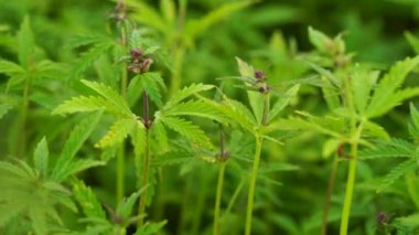 Çiçekli üst başında bir güzel kenevir bitki.