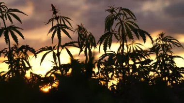 Muhteşem gün batımı arka plan alanında esrar.