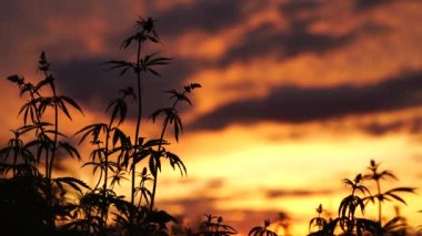 Muhteşem gün batımı arka plan alanında esrar.