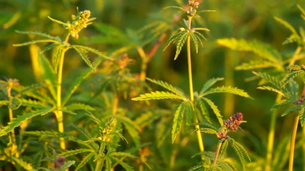 Uma bela planta de cannabis no início do topo florido . — Vídeo de Stock