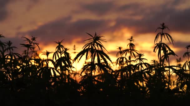 Campo de marihuana en el increíble fondo del atardecer . — Vídeos de Stock