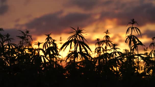 Campo de maconha no incrível fundo do pôr do sol . — Vídeo de Stock