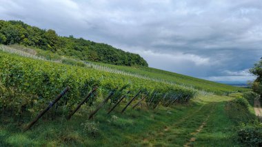 Idyllic Vineyard Manzarası Bulutlu Gökyüzü Altında Yuvarlanan Yeşil Tepelerin Manzarası