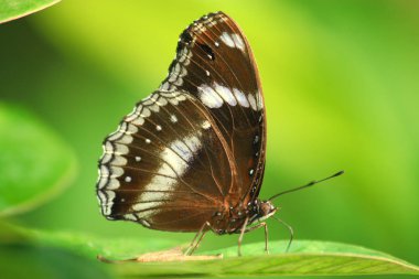 Morfo achilles dikey, bulanık bokeh