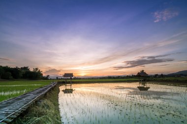 Yeşil pirinç fild akşam gökyüzü ile