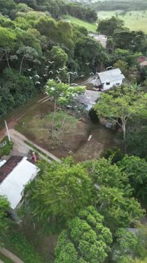 Beyaz kuş sürüsünün sersemletici, yavaş çekimde hava aracı görüntüsü kırsal bir bölgeden kaçan sığır balıkçıl balıkları gibi. Görüntüler kuşların zarif hareketlerini gösteriyor. Yeşil ağaçlar ve tepeler arasında.