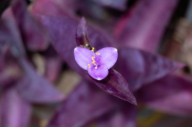 Bir bahçede açan güzel bir Mor Kalp çiçeğinin (Tradescantia pallida) canlı yakın çekimi. Ayrıca Mor Kraliçe ya da Gezgin Yahudi olarak da bilinir..