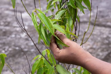 Close-up of a female hand gently holding a fresh, green twig of bay leaves (Laurus nobilis) from a small tree in a sunny rooftop garden. Natural and organic plant growth concept.