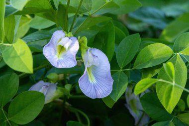 Güzel açık mavi Asya güvercinkanatları (Klitoria ternatea), Aparajita ya da Kelebek Bezelyesi olarak da bilinen bir çatı bahçesinde çiçek açar..