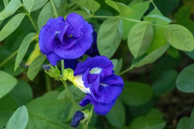 Güzel menekşe Asya güvercin kanatları, ya da klitoria ternatea, bir çatı bahçesinde açan çiçekler. Bu canlı kelebek bezelyesi aynı zamanda Raparajita, Darwin bezelyesi ve Bluebellvine olarak da bilinir..