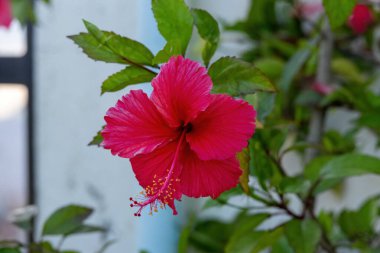 Kırmızı amber çiçeği (Hibiscus rosa-sinensis) canlı bir çatı bahçesinde çiçek açar. Çin gülü ya da ayakkabı çiçeği olarak da bilinir, bu canlı çiçek tropik güzelliğin bir sembolüdür..
