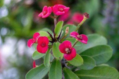 Yeşil yapraklı canlı kırmızı dikenli taç (Euphorbia milii). Bu popüler ve esnek çiçek bitkisine İsa Dikeni ya da İsa Dikeni de denir..