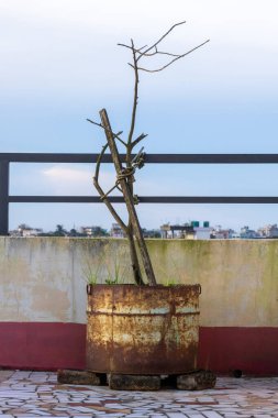 Ölü, kuru bir ağaç, çatıdaki paslı metal bir konteynırda oturur. Şehir ortamında çürümenin ve dayanıklılığın yalnız ve ıssız bir görüntüsünü yaratır..