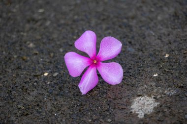 Madagaskar menekşesi olarak da bilinen canlı pembe menekşe (Catharanthus roseus) çiçeğinin bir çatı bahçesinden düştükten sonra ıslak beton bir yüzey üzerinde yakın plan görüntüsü..