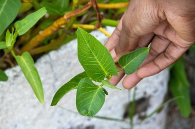 Close-up of a female hand holding a fresh twig of water spinach (Ipomoea aquatica) leaves in a home garden. This healthy leafy vegetable is also known as kolmi shak or river spinach.