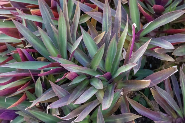 Musa 'nın Beşikteki (Tradescantia spathacea) bitki örtüsü. Canlı yeşil ve mor yapraklar, arka plan için mükemmel, gür bir doku oluşturur..