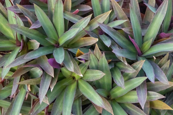 Tradescantia spathacea (Beşikteki Musa) 'nın detaylı yakın çekimi çarpıcı dokuyu ve gür yeşillik ve mor yeşillikleri göstermektedir..