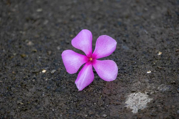 Madagaskar menekşesi olarak da bilinen canlı pembe menekşe (Catharanthus roseus) çiçeğinin bir çatı bahçesinden düştükten sonra ıslak beton bir yüzey üzerinde yakın plan görüntüsü..