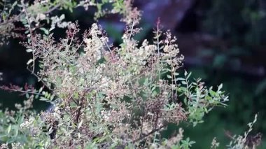 Close-up of vibrant henna plant (Lawsonia inermis) seeds and flowers on a tree branch, with green leaves gently swaying in the breeze, perfect for nature and botanical themes.