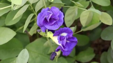 Vibrant violet Asian pigeonwings (Clitoria ternatea) flowers, also known as Butterfly Pea or Aparajita, blooming with lush green foliage in a sunny rooftop garden.