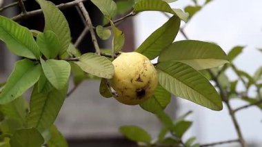 Close-up of a fresh, ripe yellow guava (Psidium guajava) fruit hanging from a branch with vibrant green foliage in a home roof garden.
