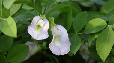 Close-up of two vibrant light blue Asian pigeonwings (Clitoria ternatea) flowers blooming in a sun-drenched garden with lush green foliage.