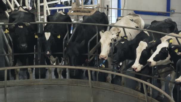 Автоматическое доение коров на ферме — стоковое видео