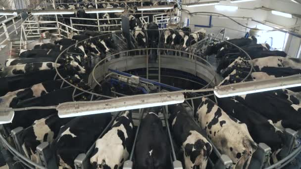 Automated milking of cows on farm — Stock Video