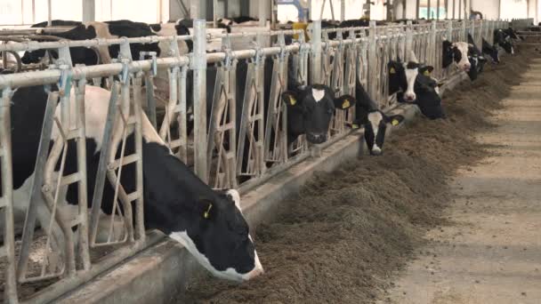 Koe voeden met melk boerderij — Stockvideo