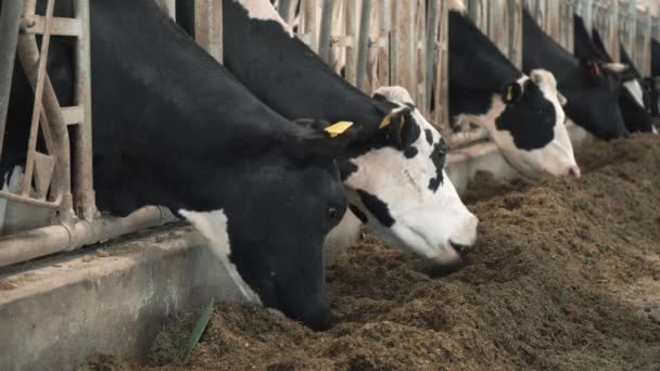 Кормление коров на молочной ферме — стоковое видео